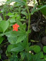 Hibiscus allenii fl-t.JPG